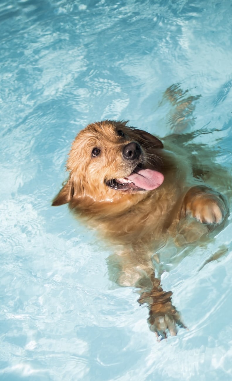 perro disfrutando en piscina